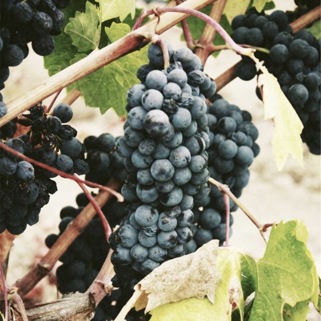 wine vineyard